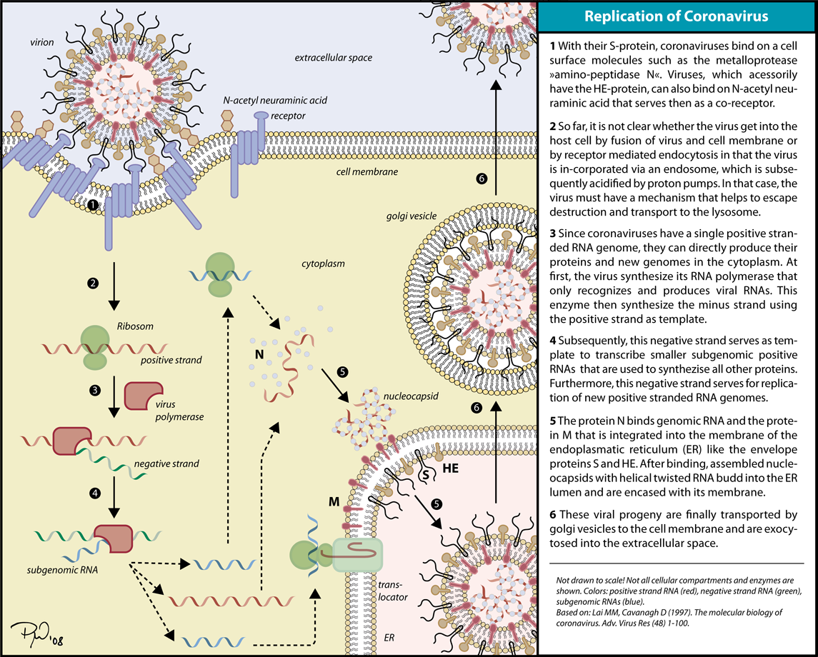 Mysterious coronavirus detected in the UK. Patient recently traveled to Saudi Arabia ...